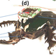 Illustration for article titled Scientists Demo Living, Remote-Control Flying Cyborg Beetles